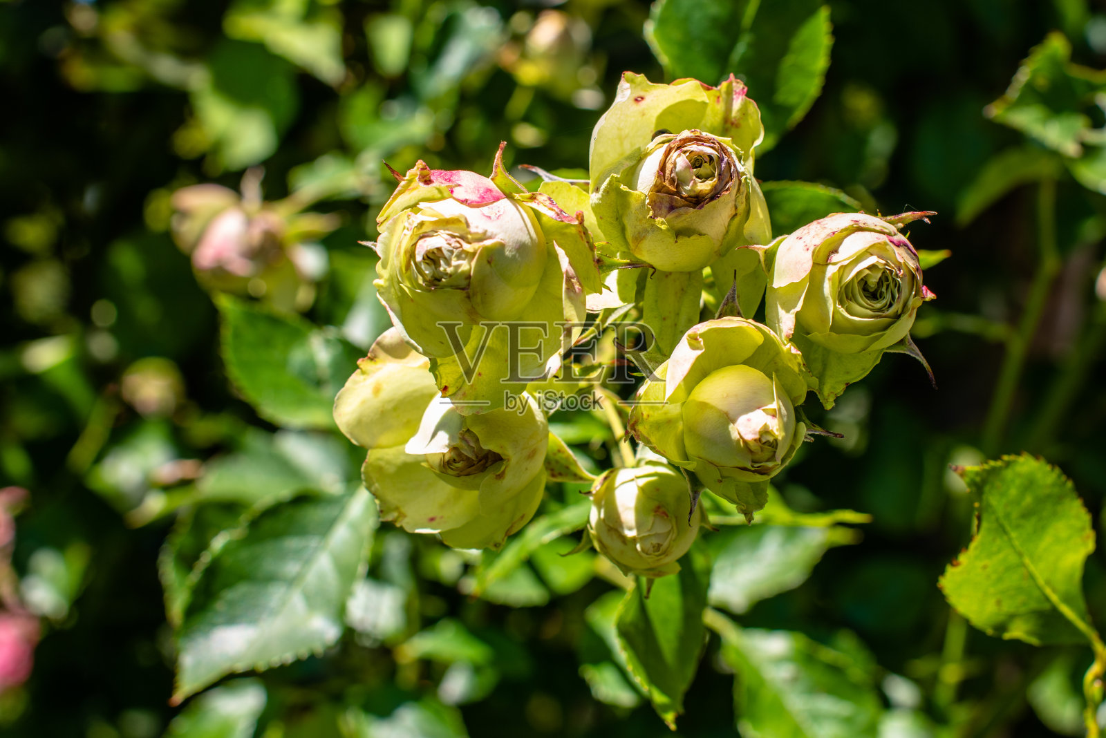 漂亮的绿色的玫瑰照片摄影图片