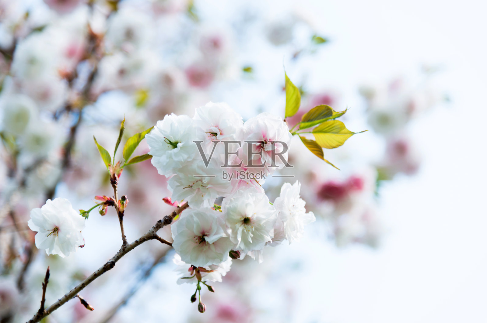 美丽的樱花在春天盛开照片摄影图片