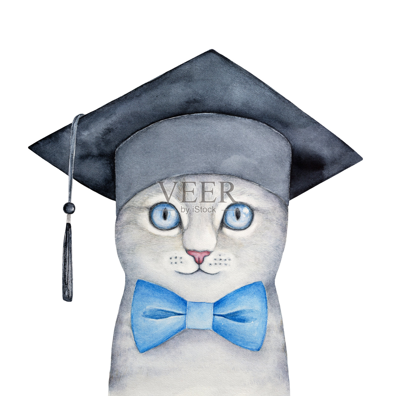 可爱的小灰猫，漂亮的蓝眼睛，戴着黑色的方形学术帽和经典的领结。插画图片素材