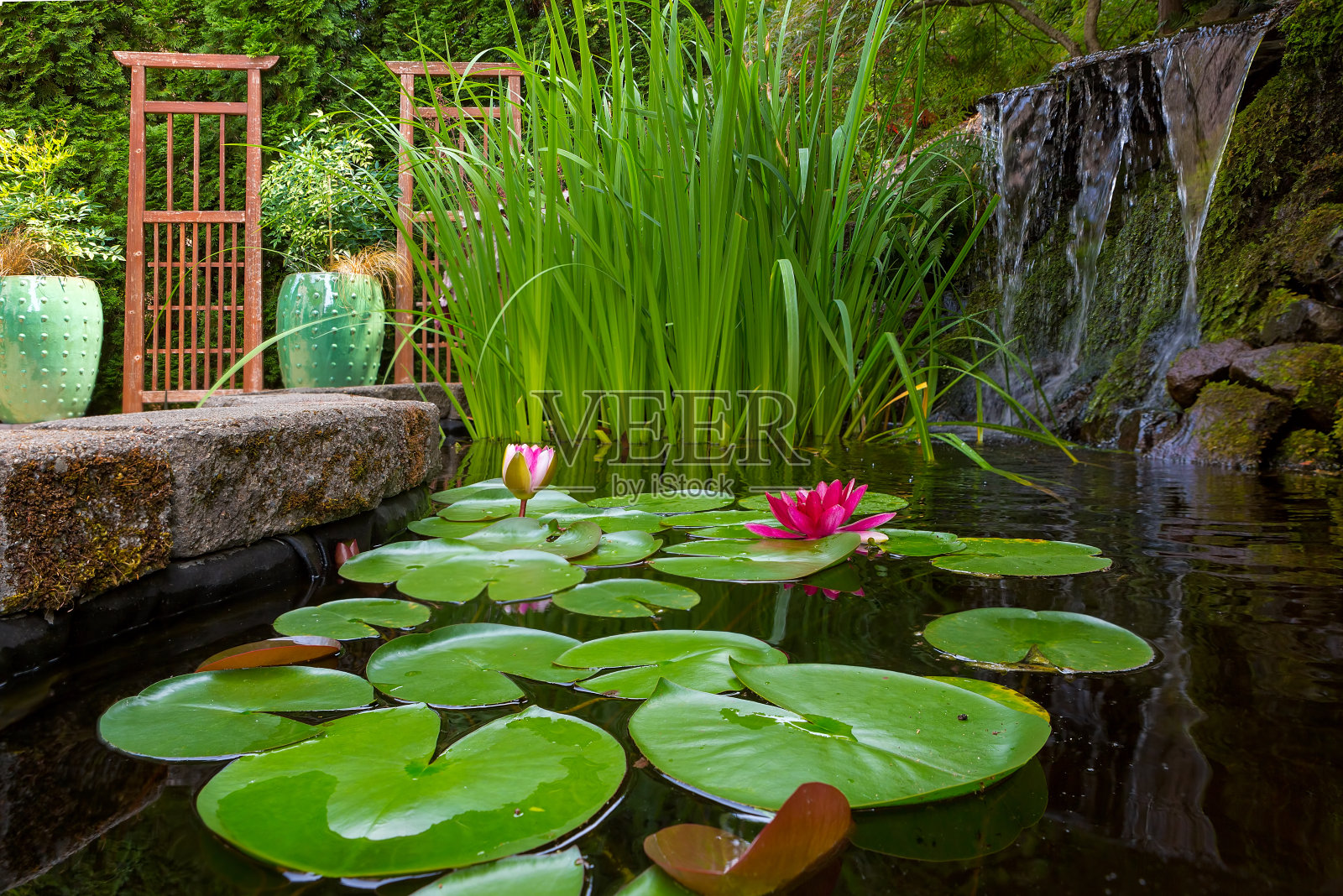 后院花园池塘与瀑布和水植物照片摄影图片