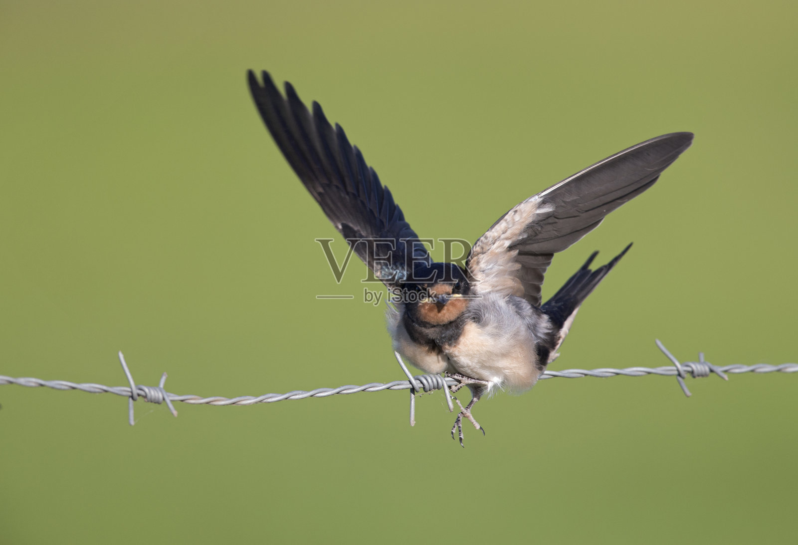 年幼的家燕(Hirundo rustica)栖息在铁丝网上等待喂食。照片摄影图片