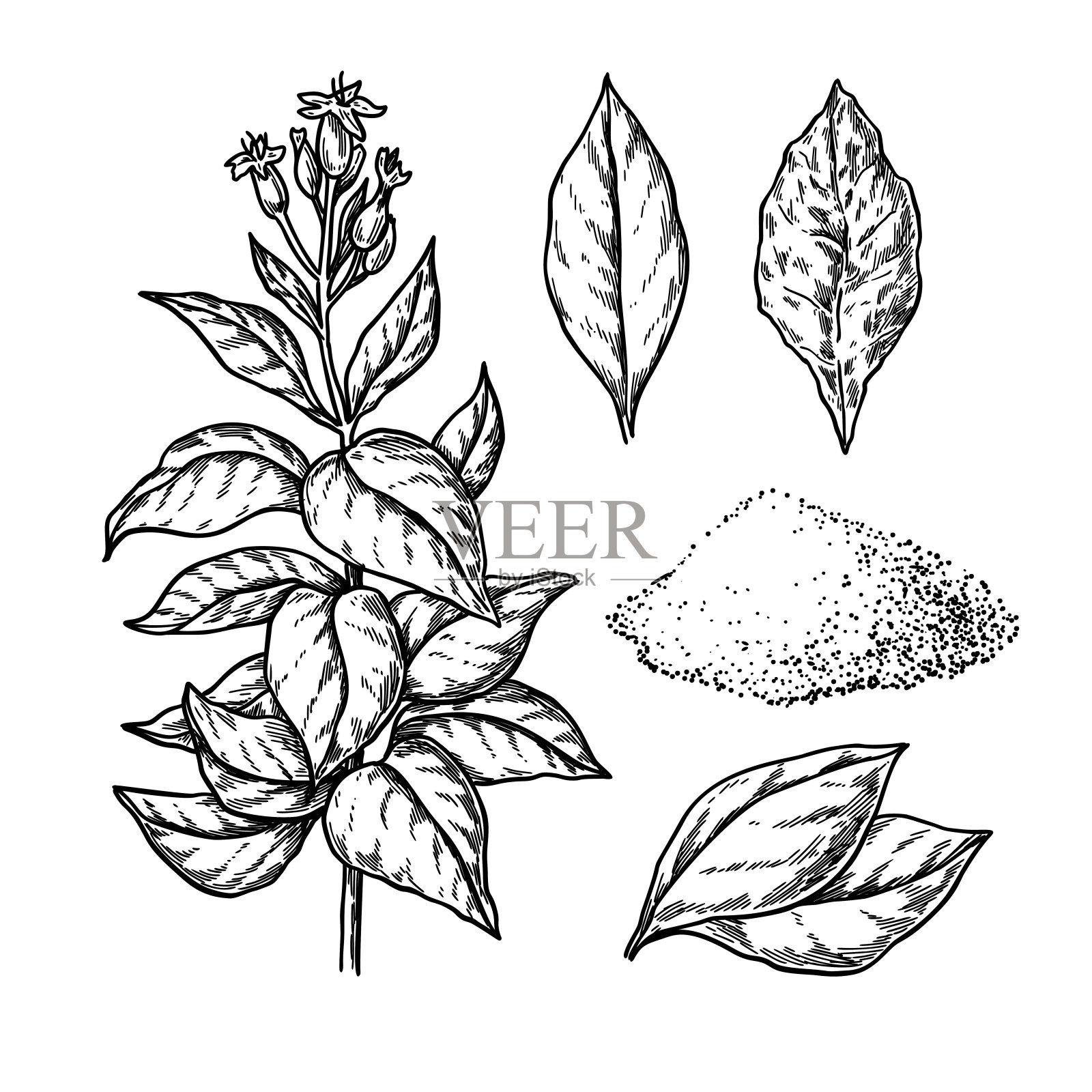 烟草矢量图。有花的植物，新鲜和干燥的叶子。植物设计元素图片