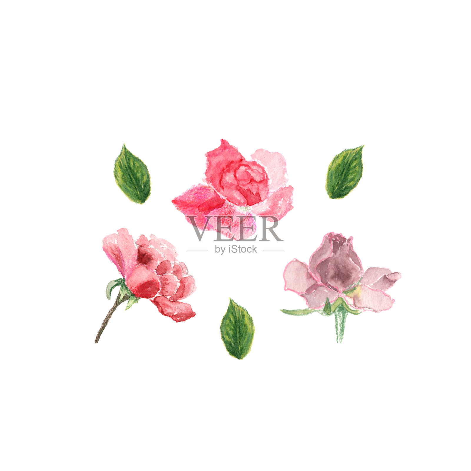 水彩玫瑰，手绘插图的花和叶子，花卉元素的设计孤立在白色的背景插画图片素材