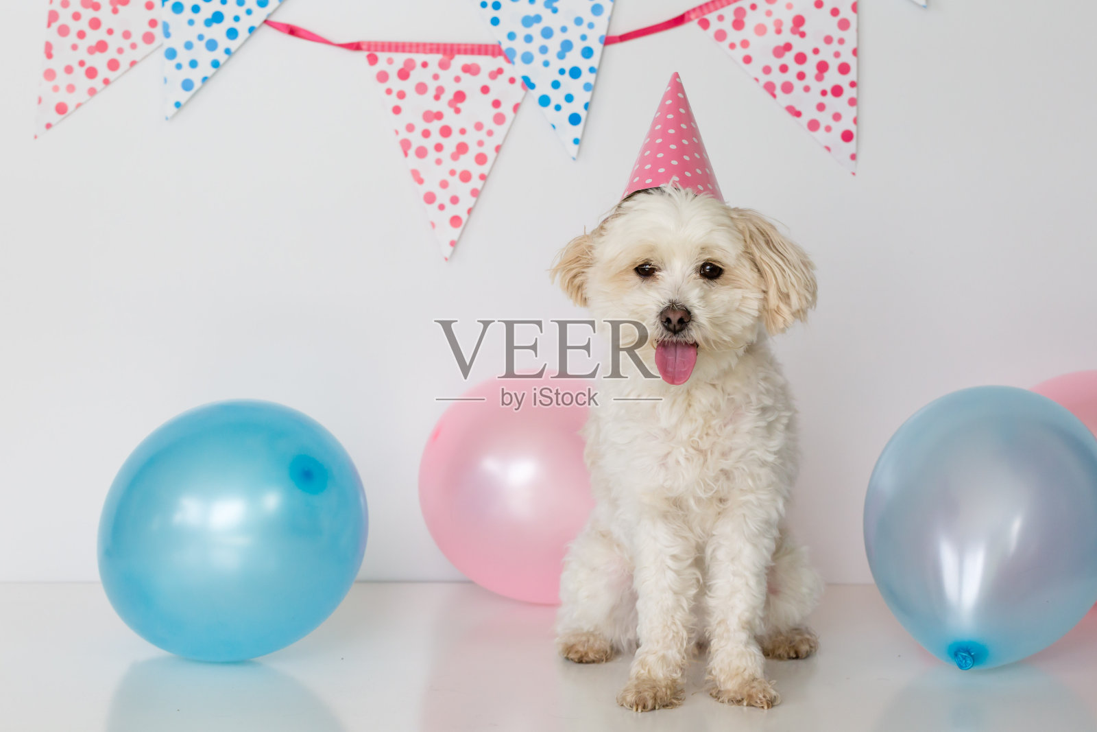 戴着派对帽和气球的小母狗照片摄影图片