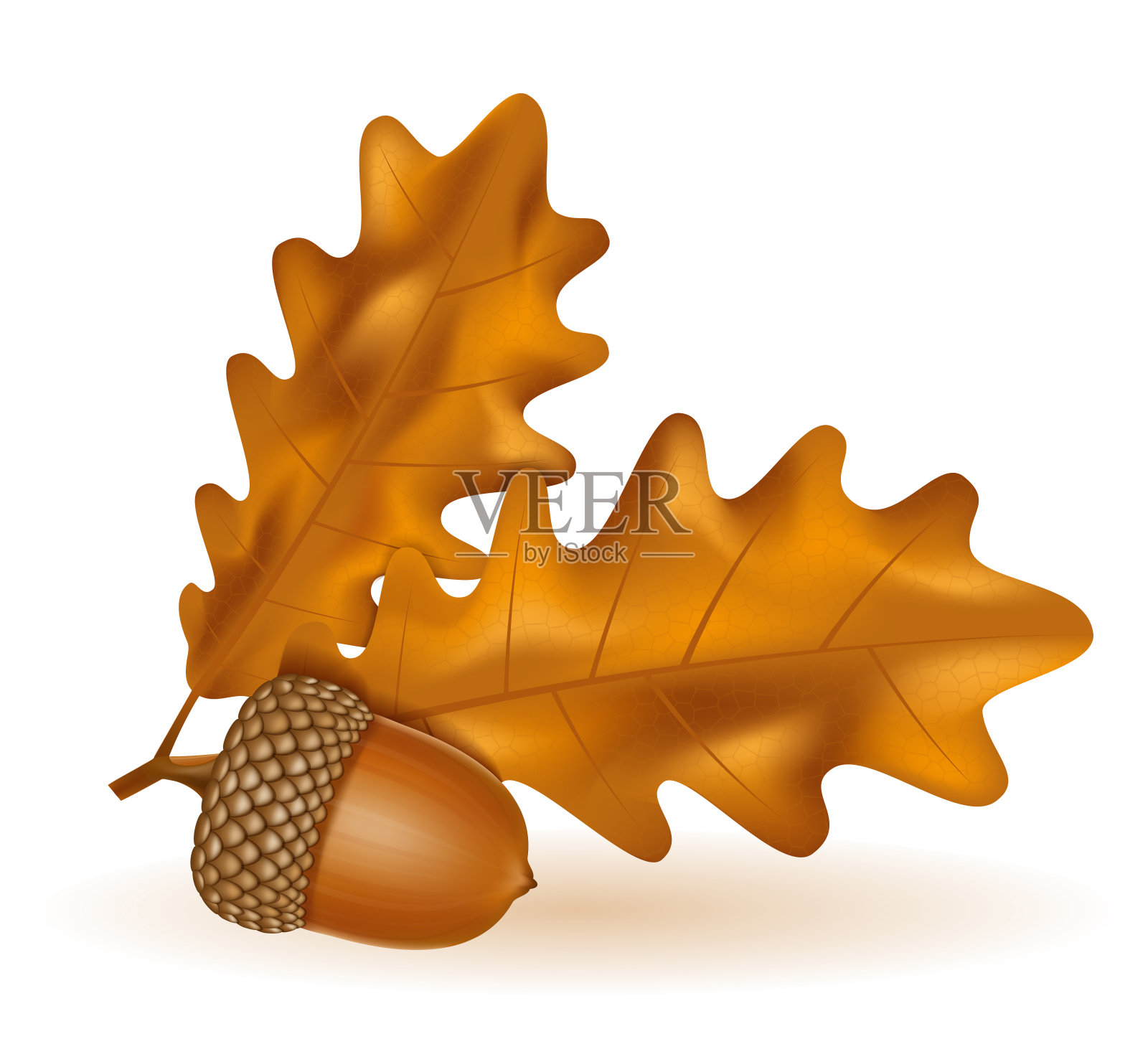 秋天橡子与树叶矢量插图插画图片素材