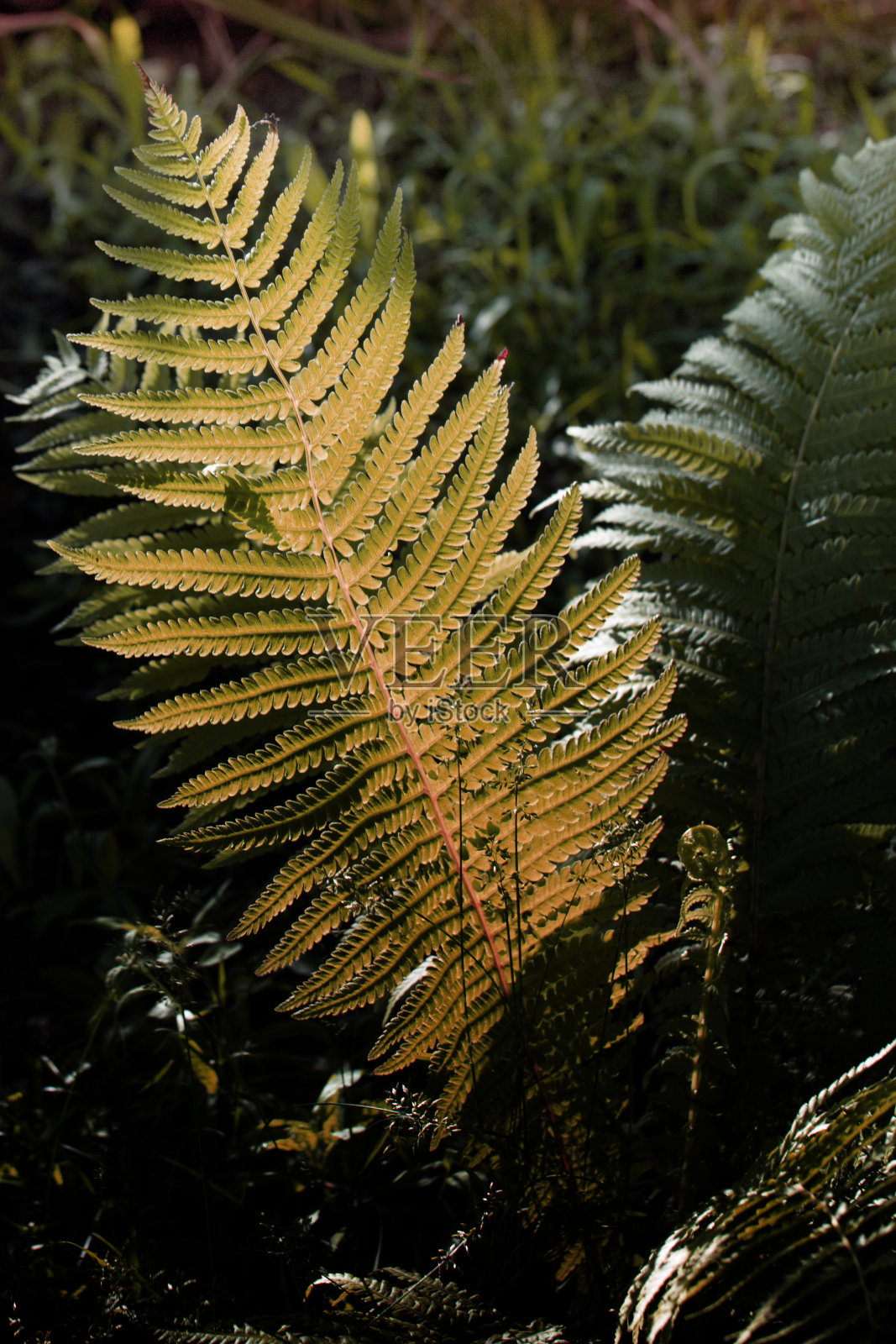 在阳光下在树林里看绿色蕨类叶子。晨曦中的蕨类植物。森林中的植物。越来越多的蕨类植物照片摄影图片