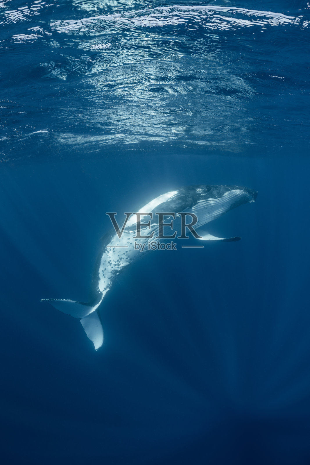 带有反射的雄性座头鲸照片摄影图片