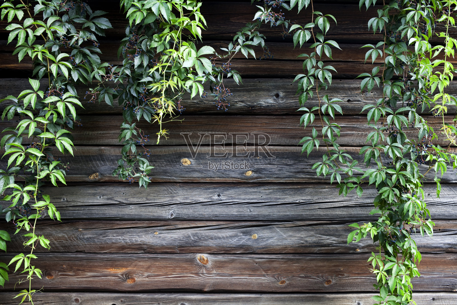 乡村木墙上的攀缘植物照片摄影图片