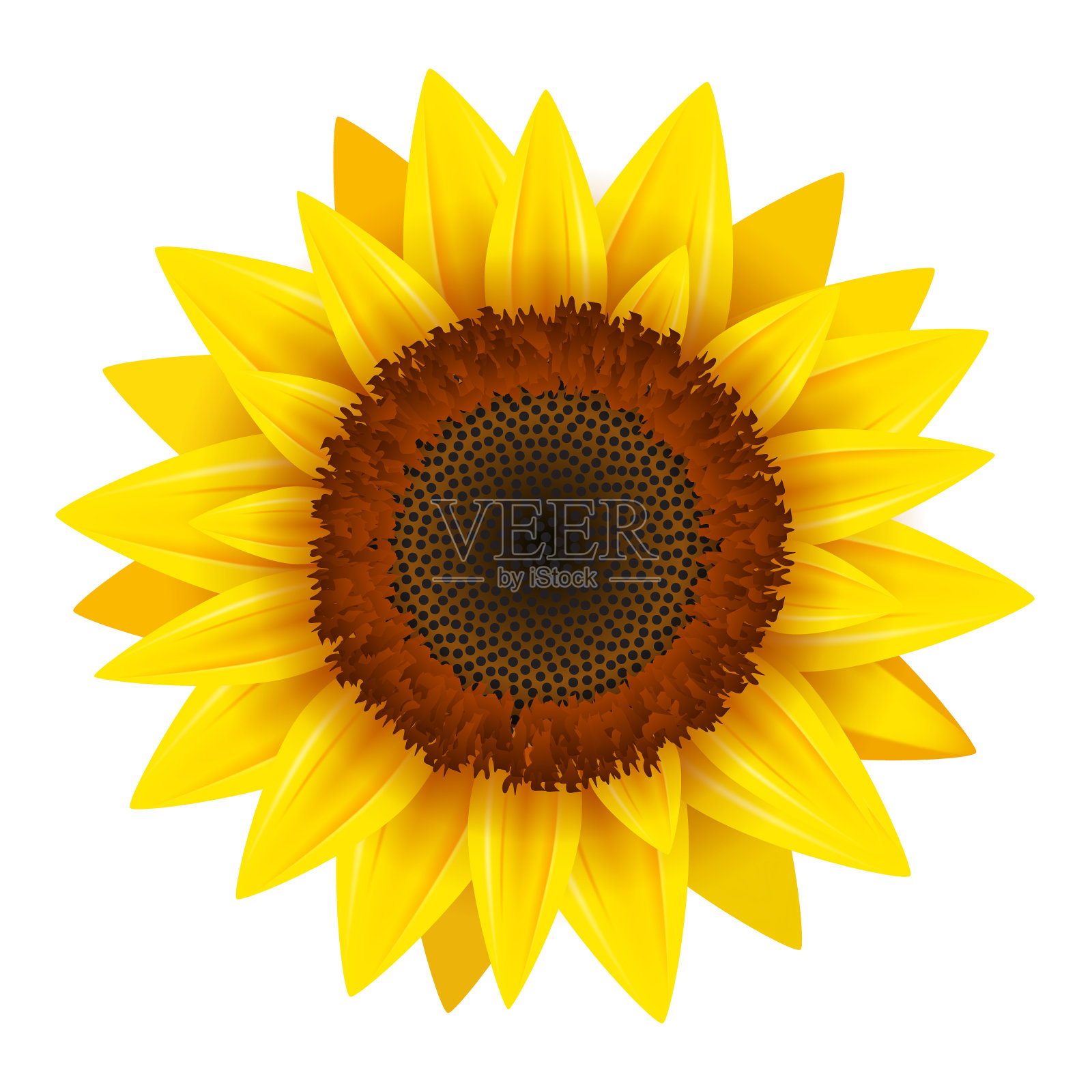 向日葵现实的图标矢量孤立。黄色向日葵盛开的夏季自然花卉插图设计元素图片