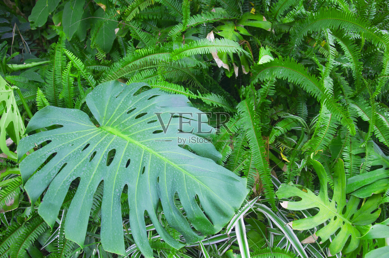 大绿叶和蕨类植物照片摄影图片