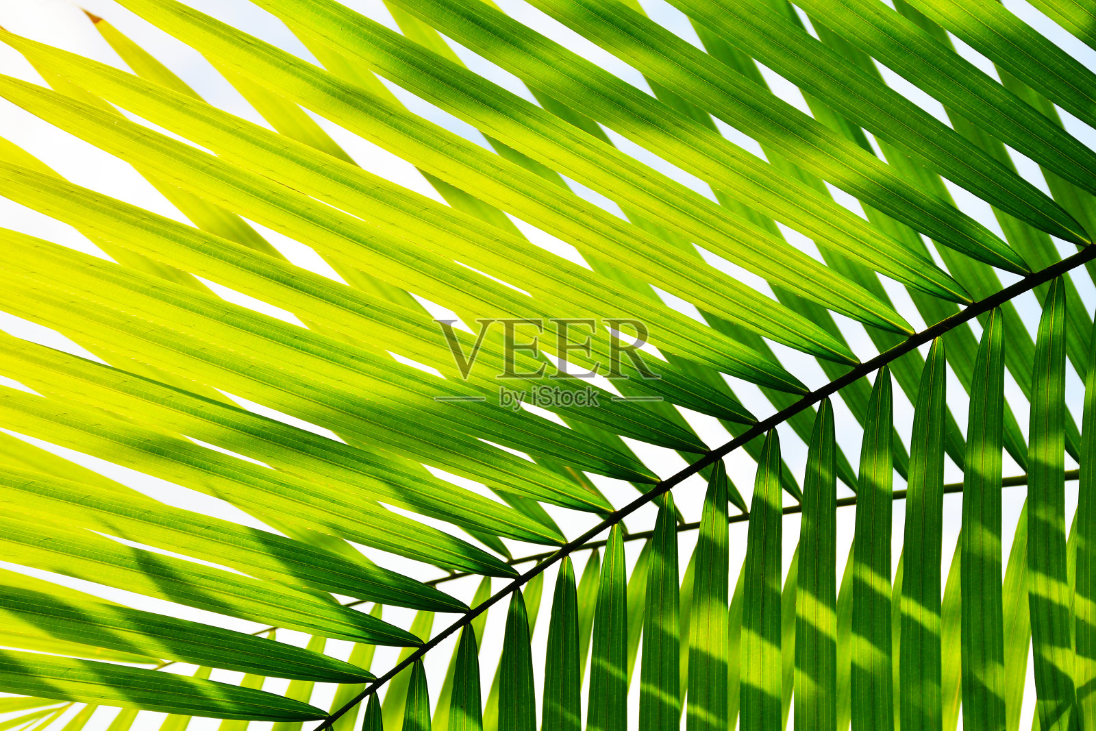 热带棕榈叶，自然绿色背景照片摄影图片