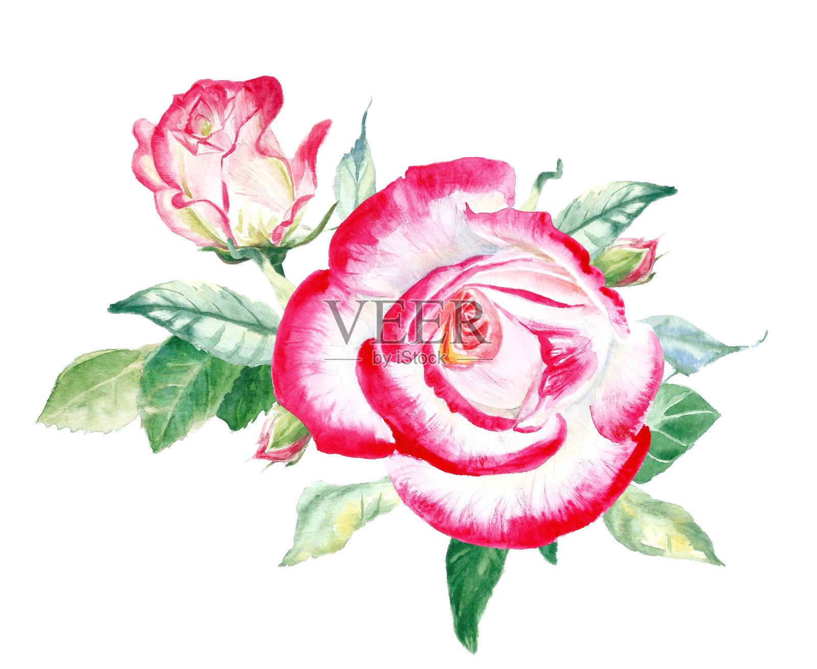 两朵美丽的带叶子的红白玫瑰。水彩画。婚礼喜庆的图纸。贺卡。插画图片素材