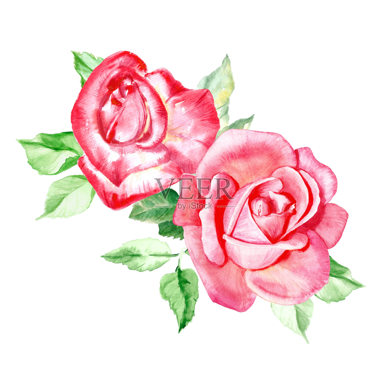 两朵漂亮的带叶子的粉红玫瑰。水彩花卉绘画。婚礼喜庆的图纸。情人节贺卡。插画图片素材