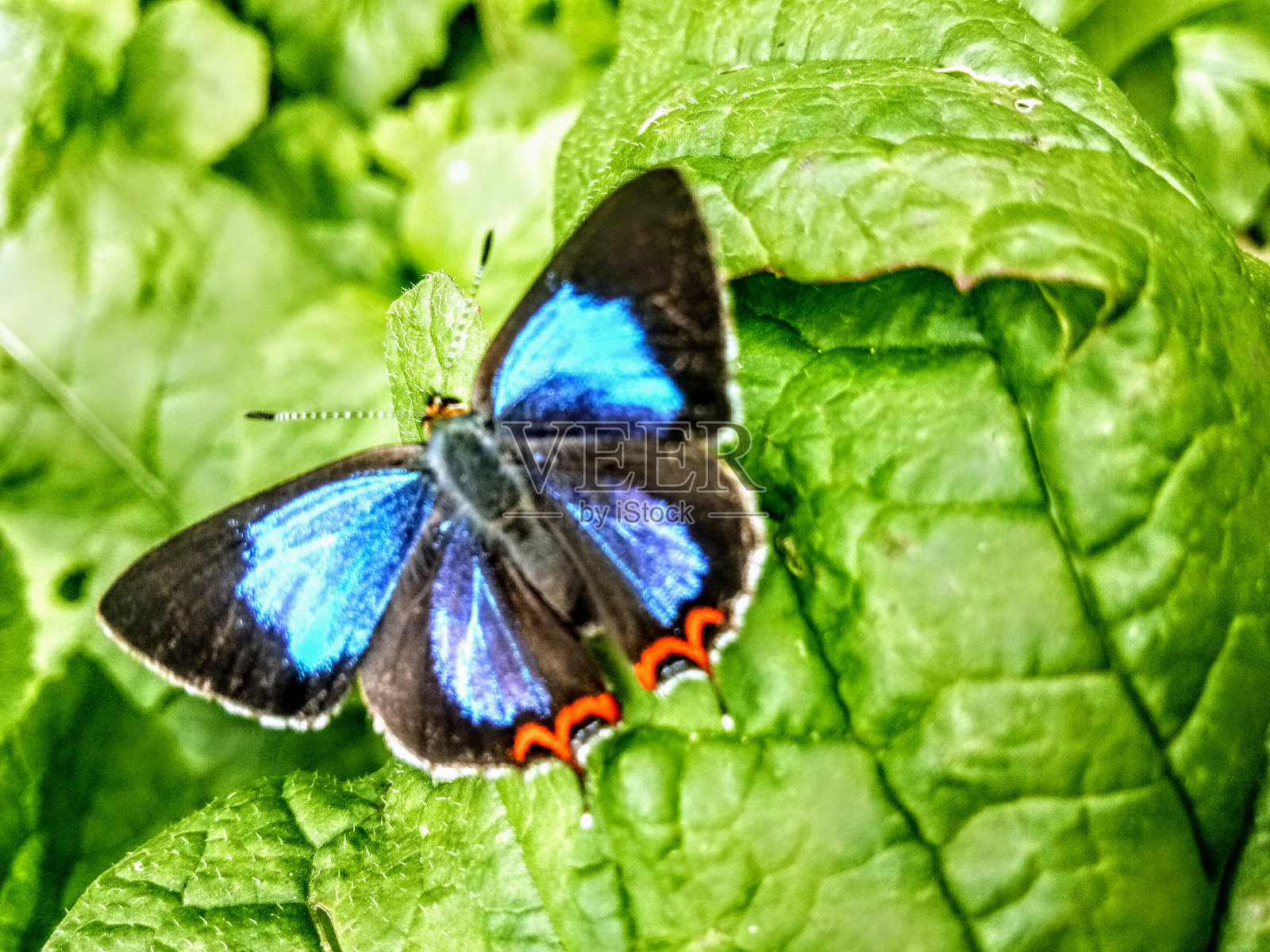 五颜六色的蝴蝶照片摄影图片