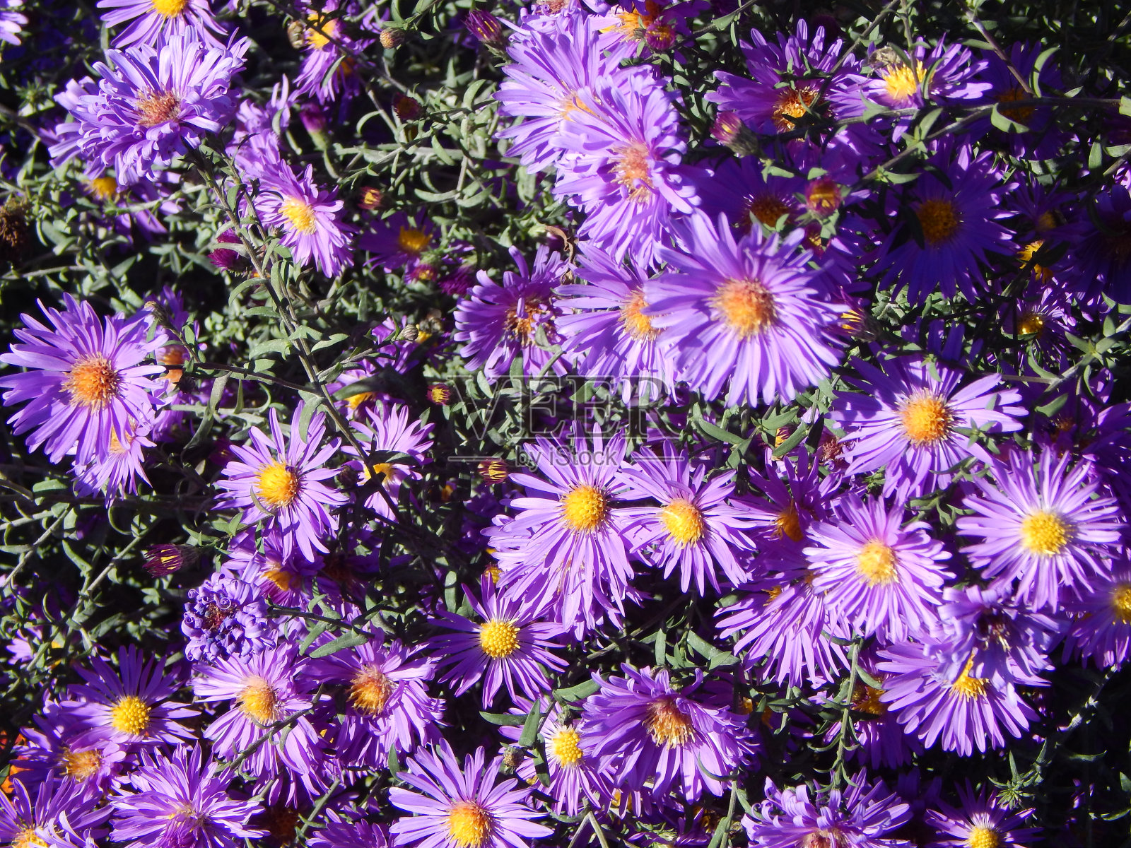 新英格兰紫苑(或新星angliae紫苑)。美丽的紫丁香花开到深秋。紫菀品种紫色穹隆。照片摄影图片