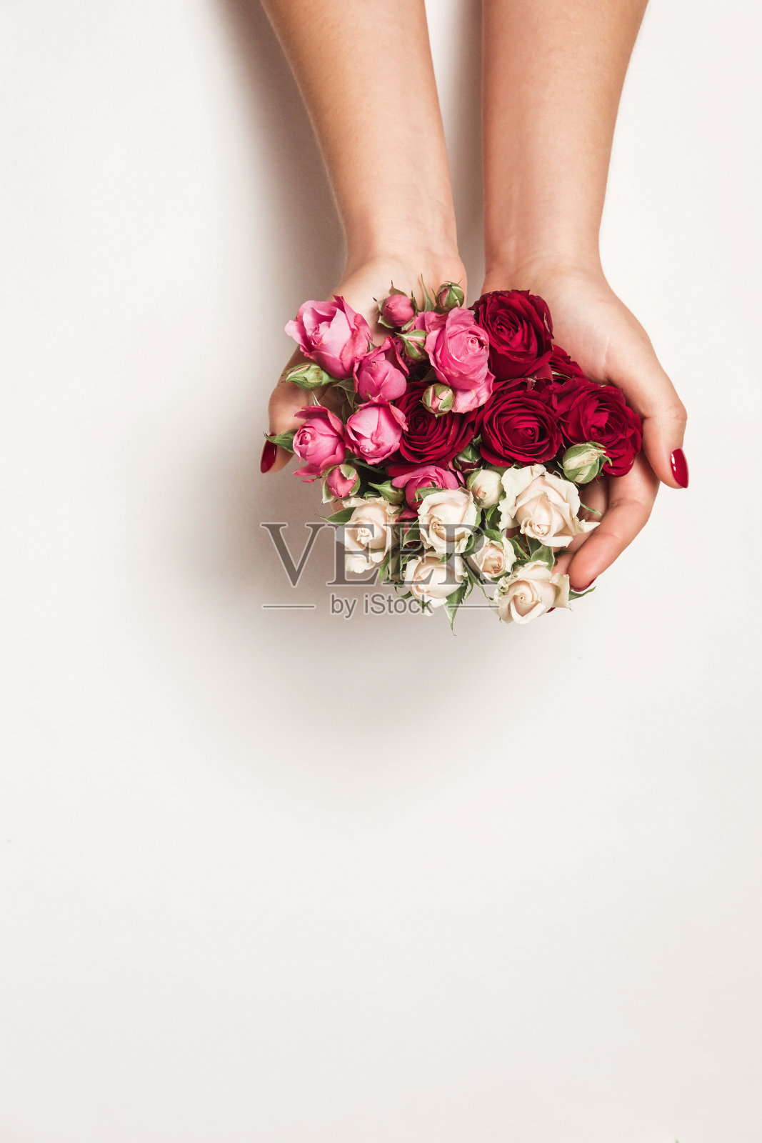 女孩手里捧着花玫瑰，俯视图，小白粉红玫瑰白背景照片摄影图片