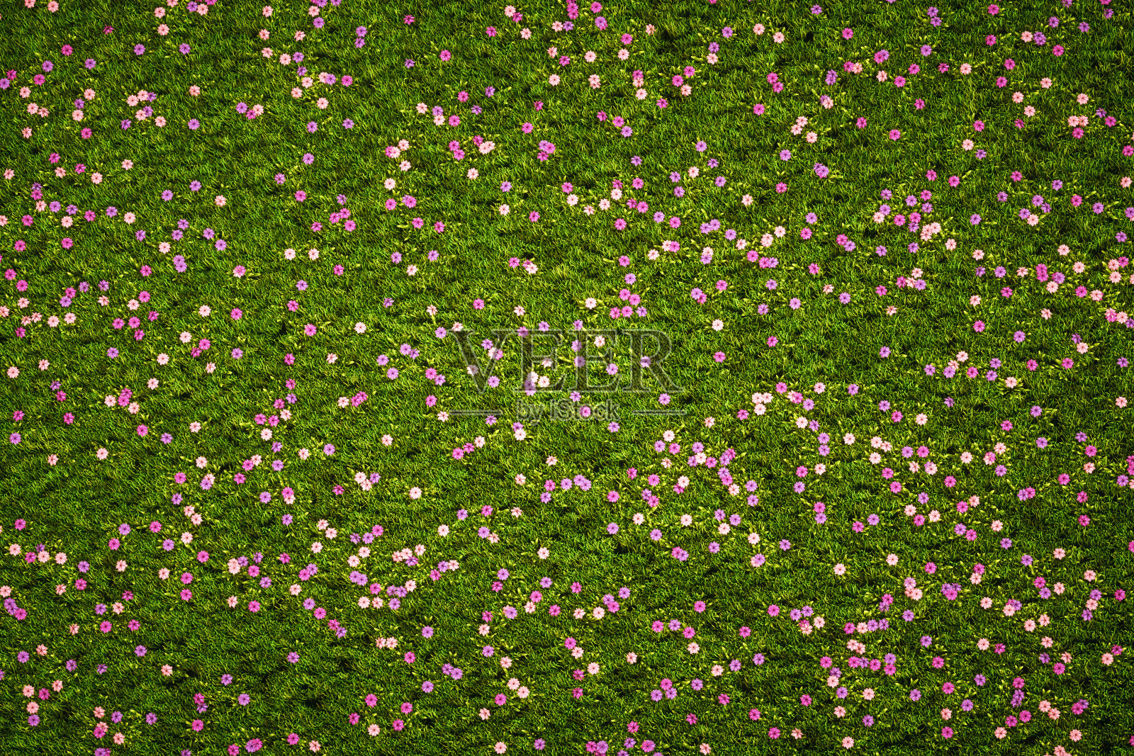 一片长满紫色葡萄花和青草的草地照片摄影图片