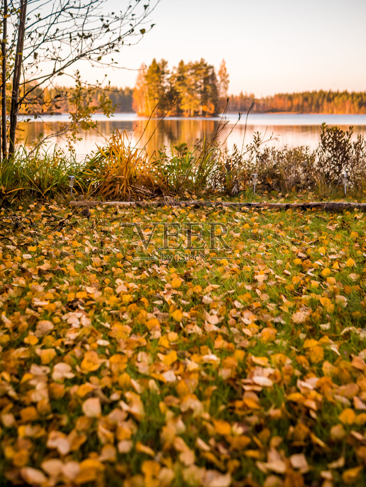 秋日里的白桦叶。背景是小岛和湖泊。照片摄影图片