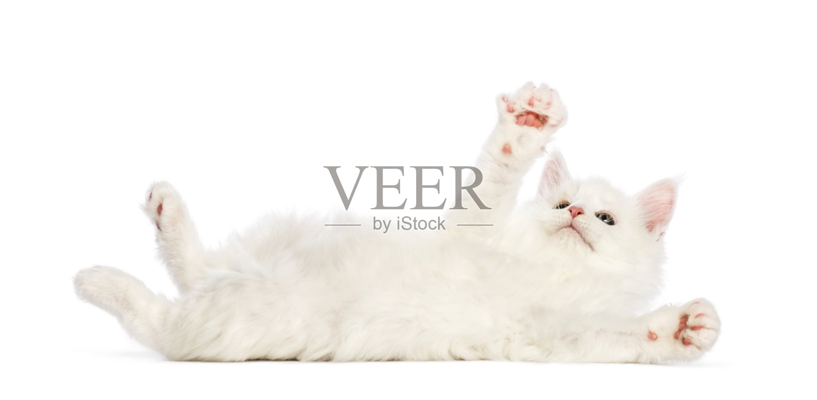 缅因猫，8周大，在白色背景前伸出手照片摄影图片