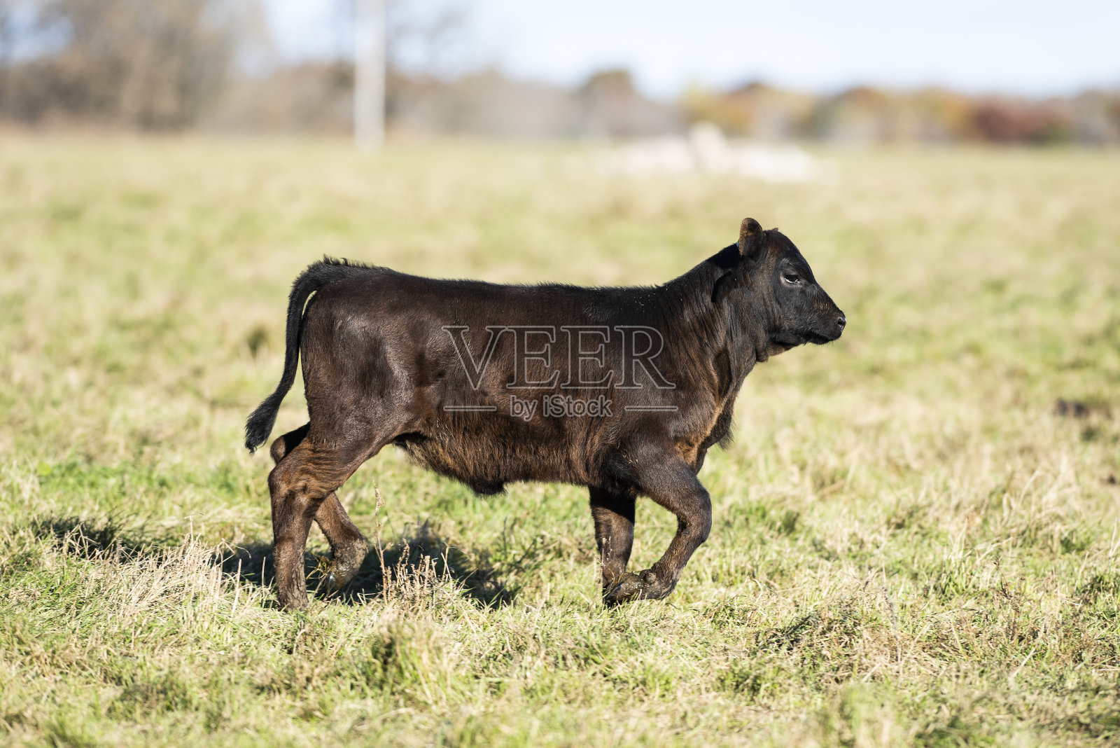 草原上奔跑的黑安格斯小牛犊照片摄影图片