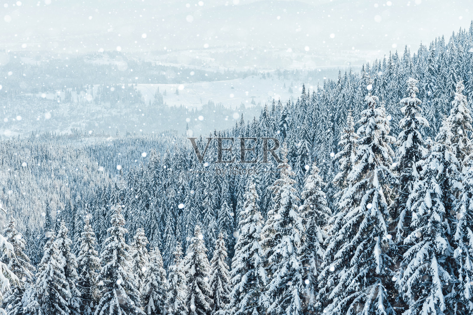 圣诞节的背景是积雪的冷杉树和大雪照片摄影图片