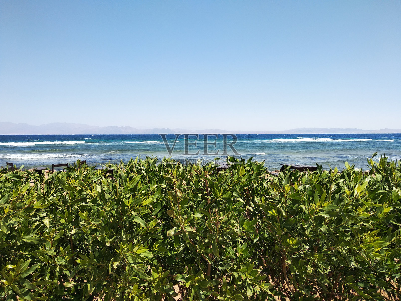 绿色灌木篱笆和红海。照片摄影图片