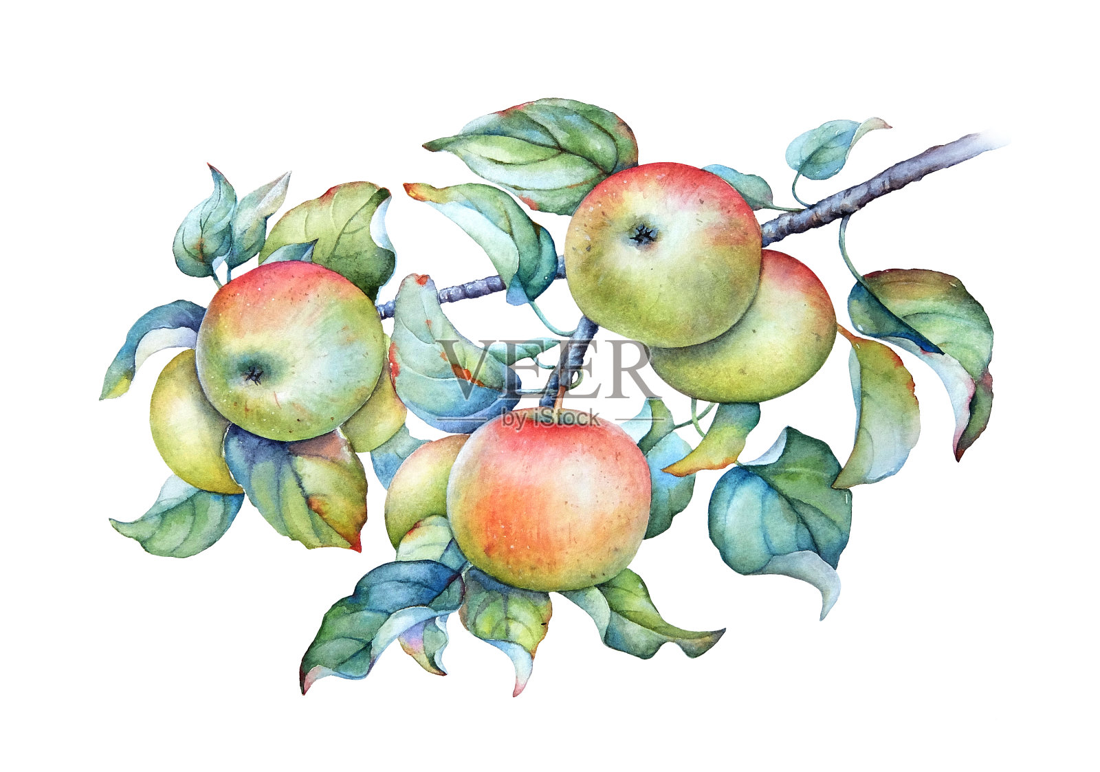 用水彩画挂在绿叶树枝上的苹果。插画图片素材