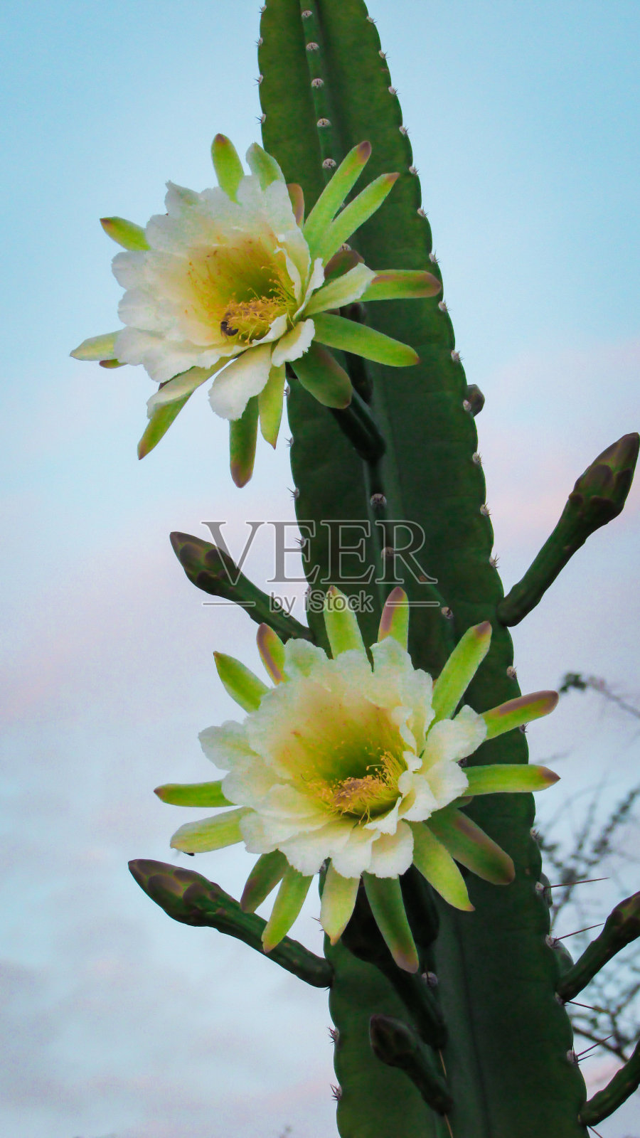 一种传统巴西仙人掌的美丽花朵照片摄影图片