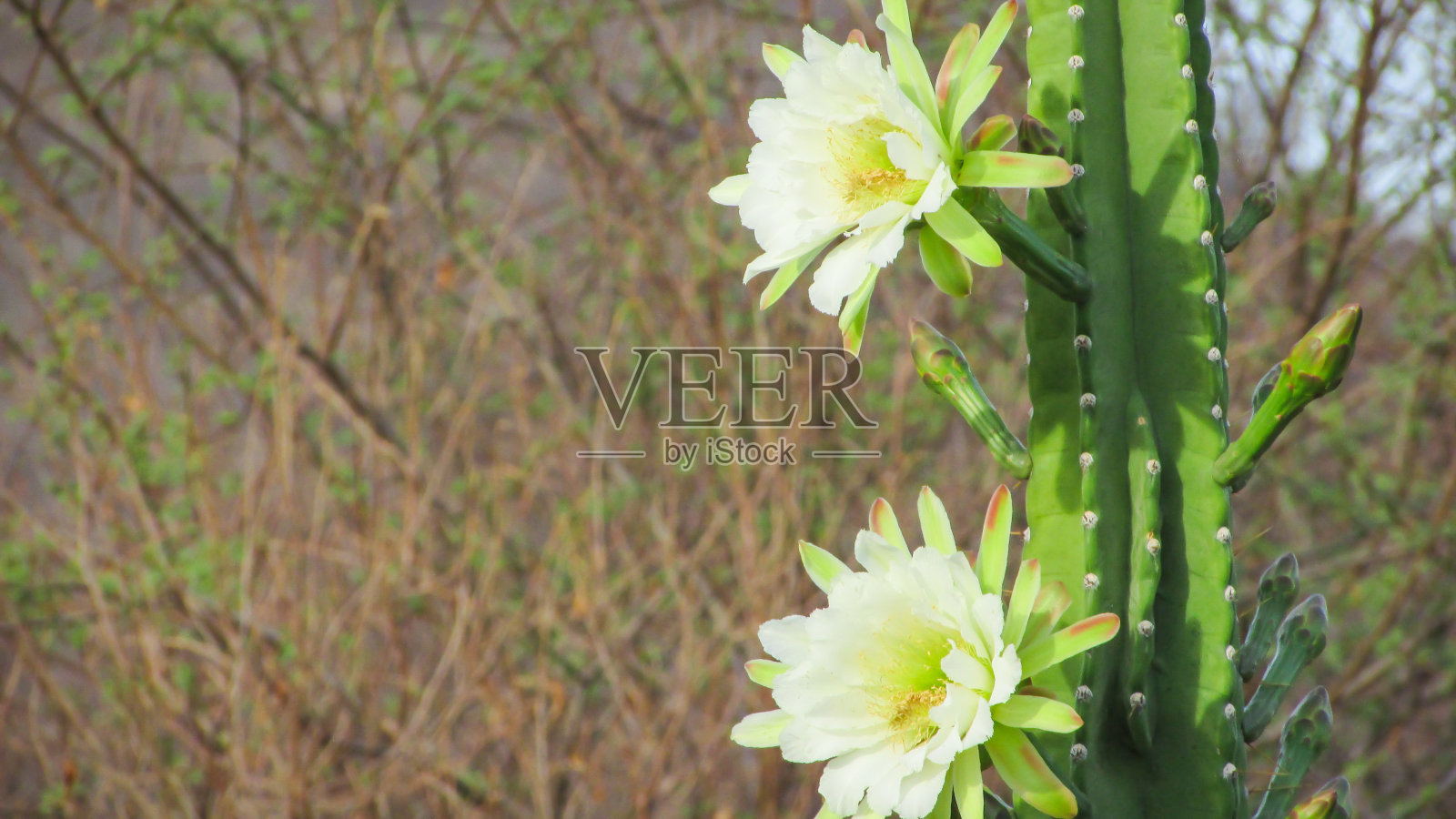 一种传统巴西仙人掌的美丽花朵照片摄影图片
