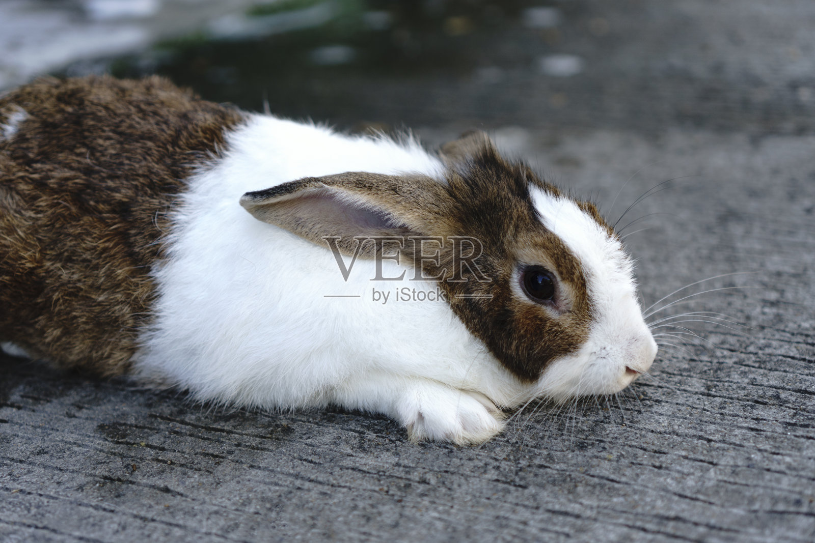 兔子白色的绒毛和黑色的眼睛照片摄影图片