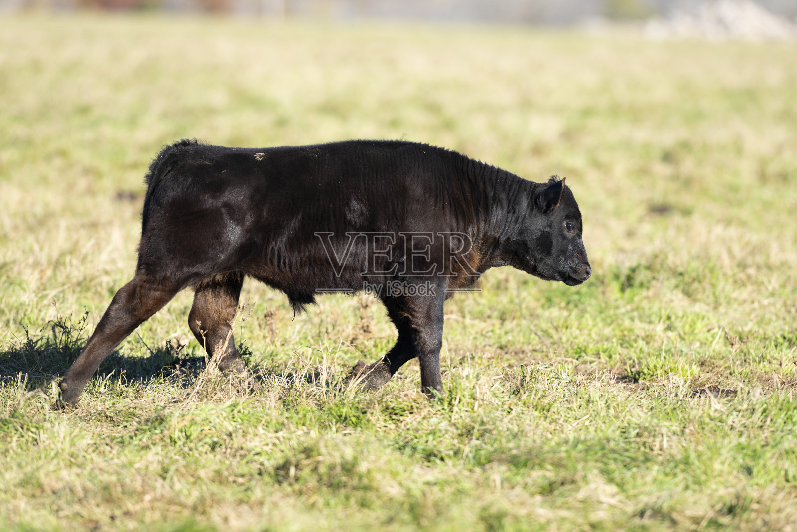 牧场上的一头小黑安格斯小牛照片摄影图片