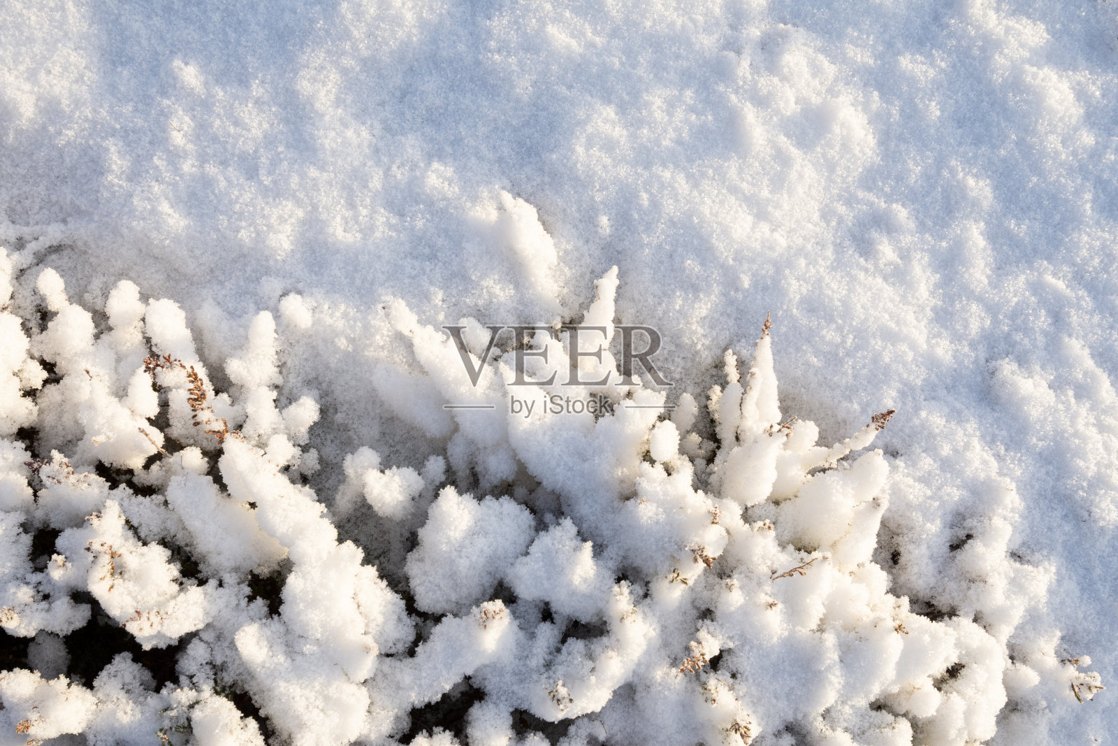 覆盖着新雪的石楠。冬天的背景。照片摄影图片