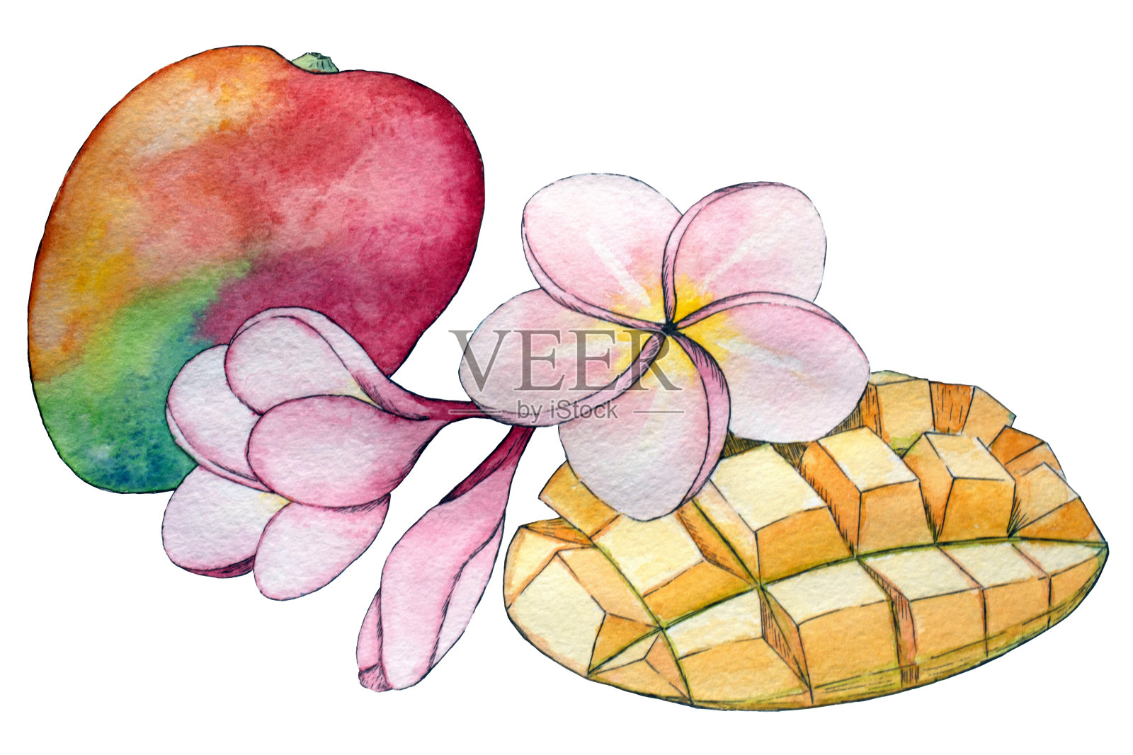 水彩热带成分。整片芒果和鸡蛋花。植物素描与黑色墨水轮廓孤立在白色背景。插画图片素材