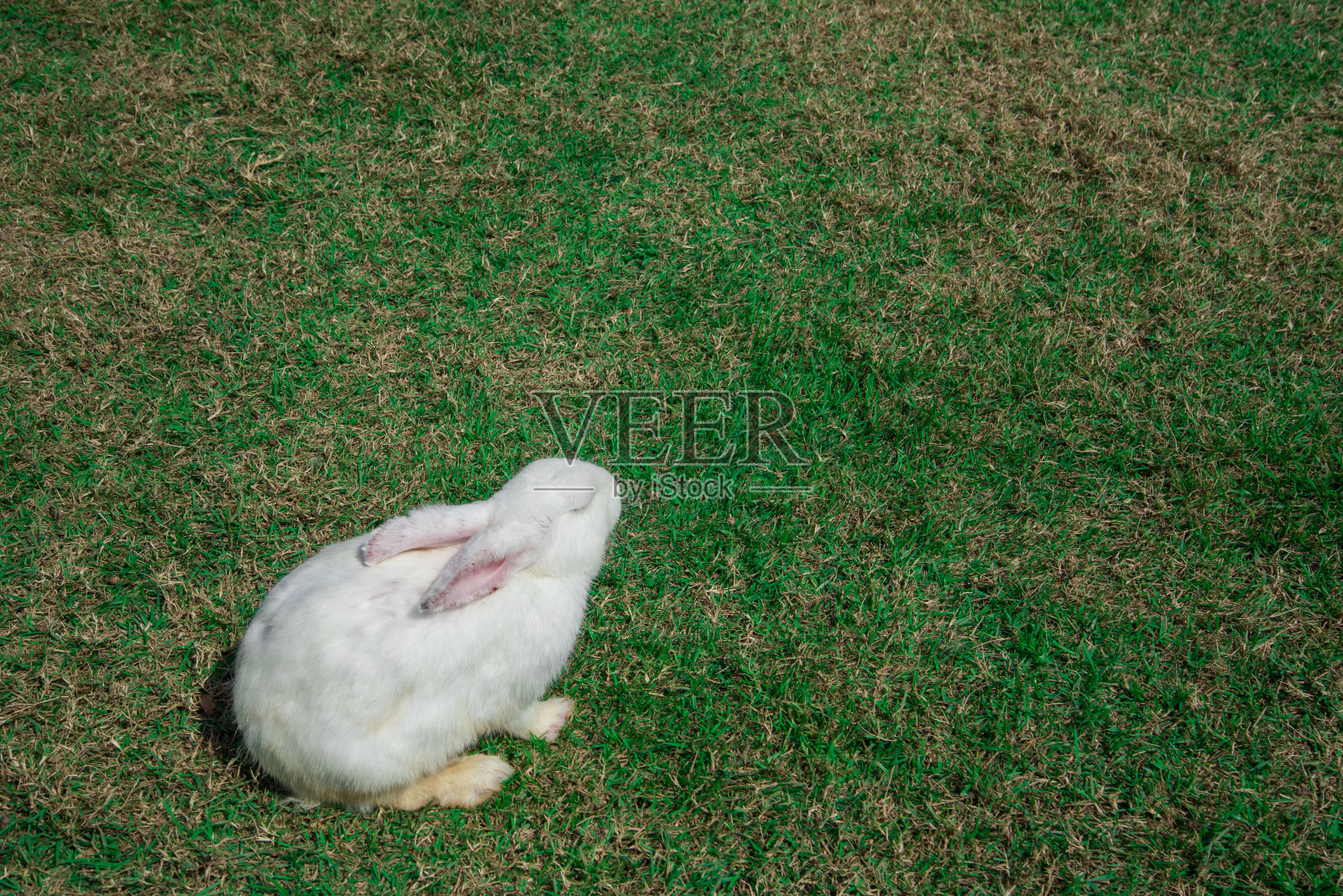 草地上的白兔大自然呼唤亚洲照片摄影图片