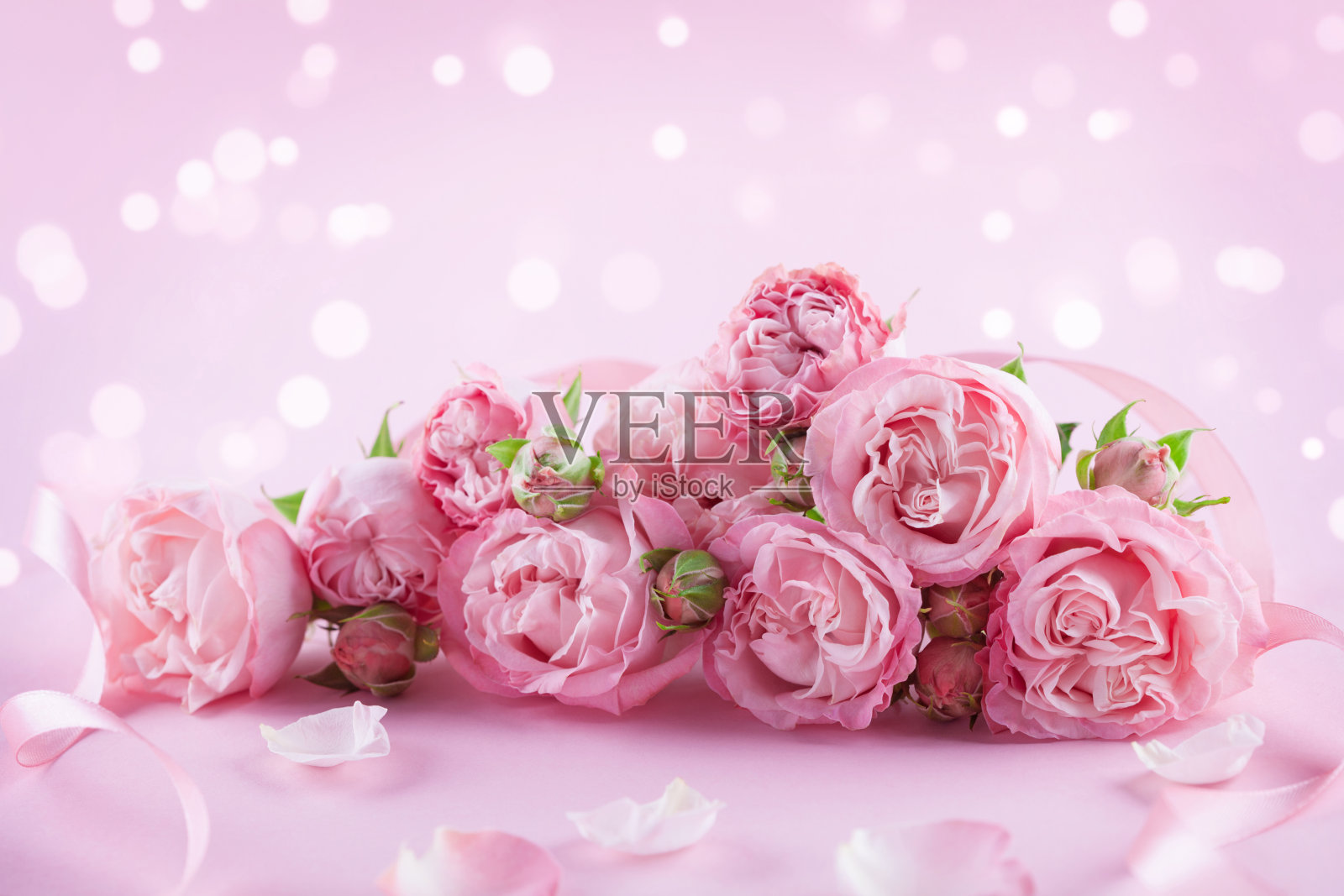 粉红色背景上美丽的玫瑰花。贺卡或横幅为妇女节或母亲节。照片摄影图片