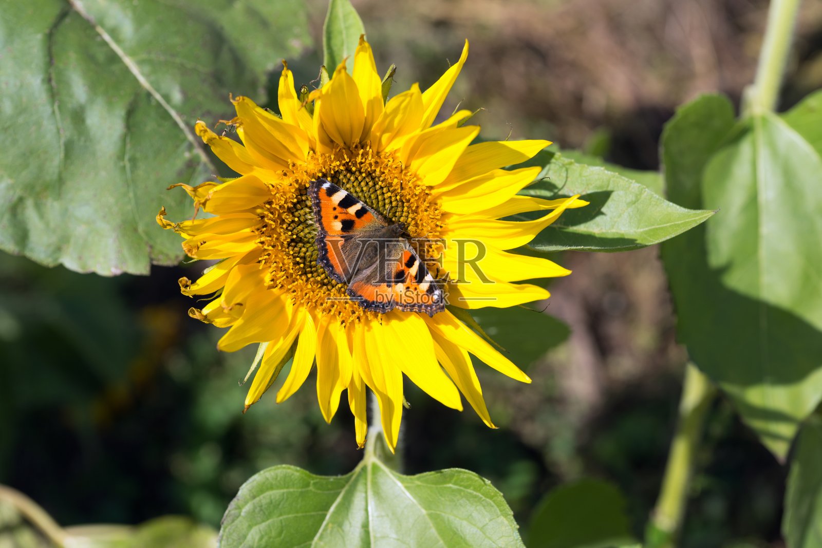 蝴蝶荨麻疹(Aglais urticae)坐在一朵盛开的向日葵。照片摄影图片
