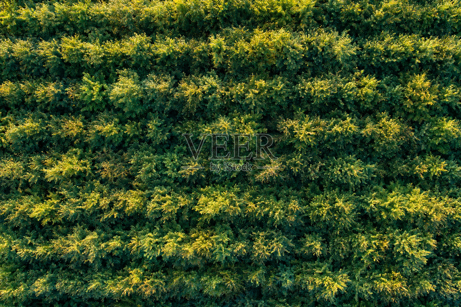 绿色落叶林人工林鸟瞰图照片摄影图片
