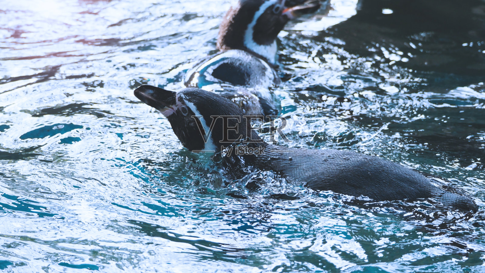 企鹅在蓝色的水中游泳，他们享受和玩的液体海洋溅水花照片摄影图片