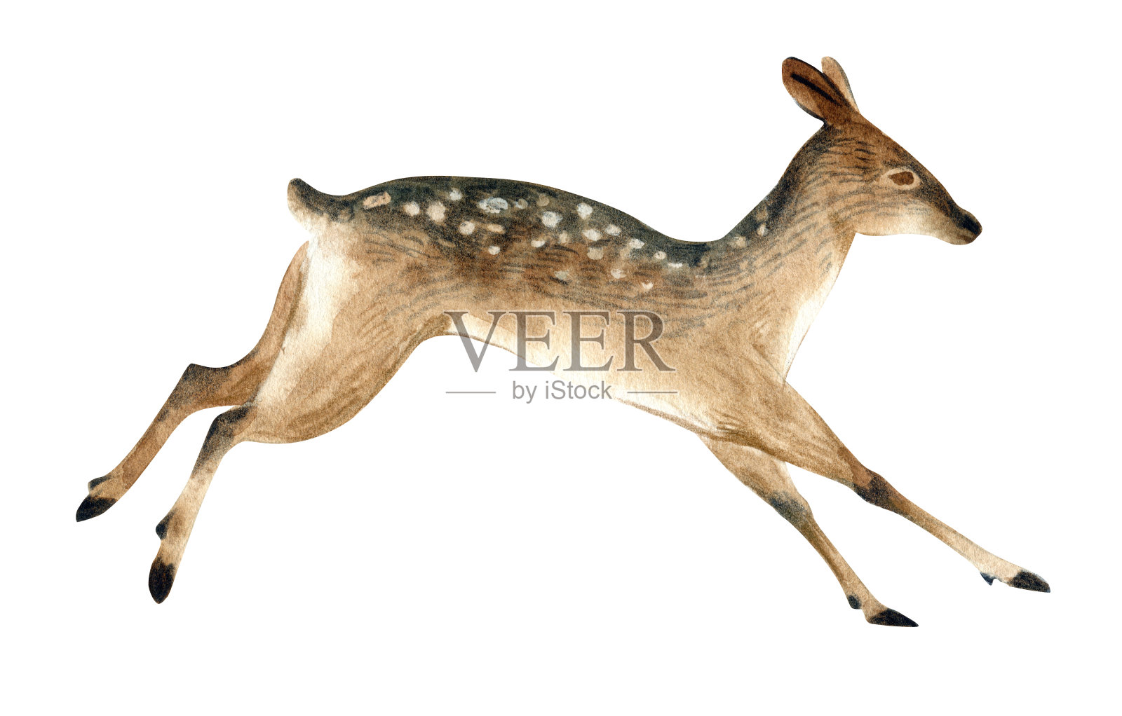水彩插图孤立的白色背景。一只棕色的母鹿跳起来。野生森林动物的写实素描。野生动物艺术插图插画图片素材