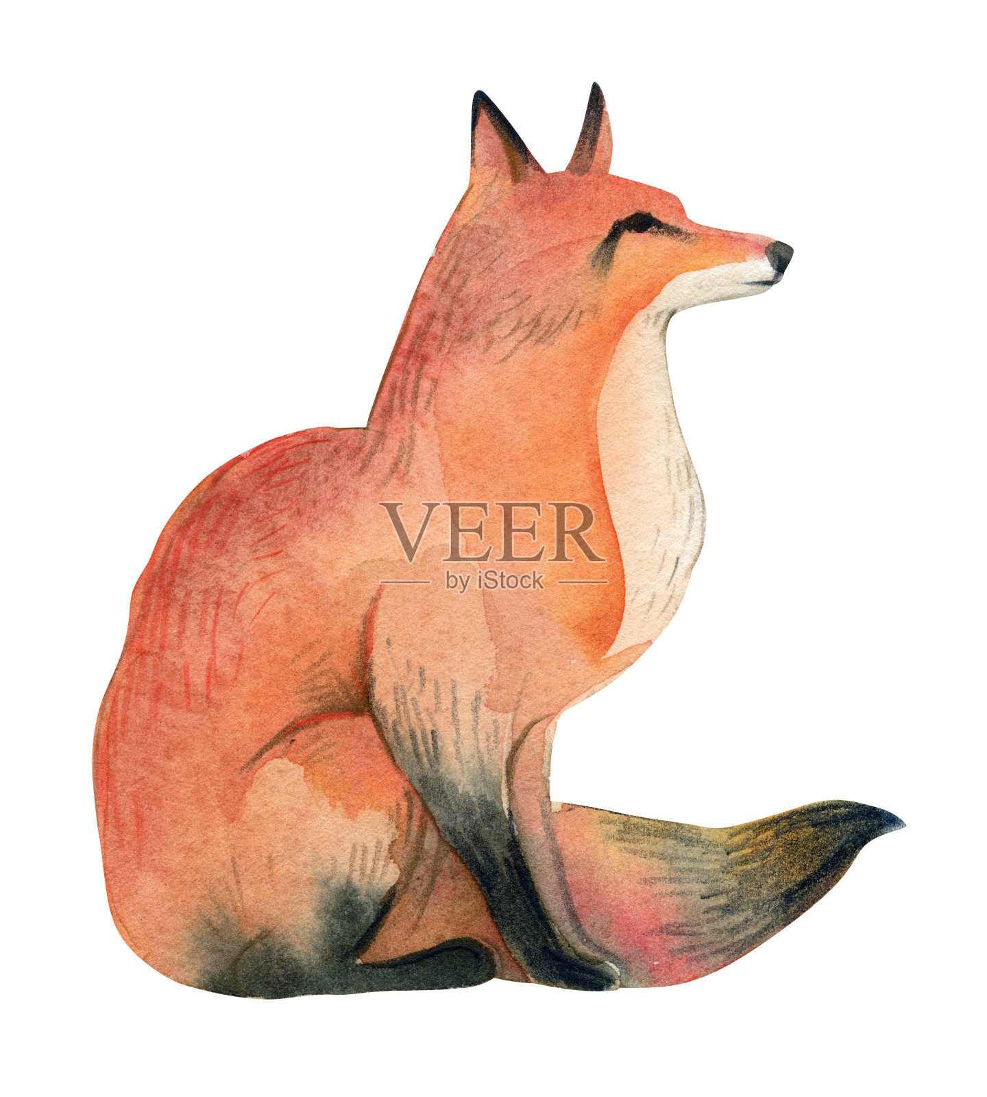 水彩插图的红色野生狐狸孤立在白色的背景。逼真的森林动物素描。设计元素图片