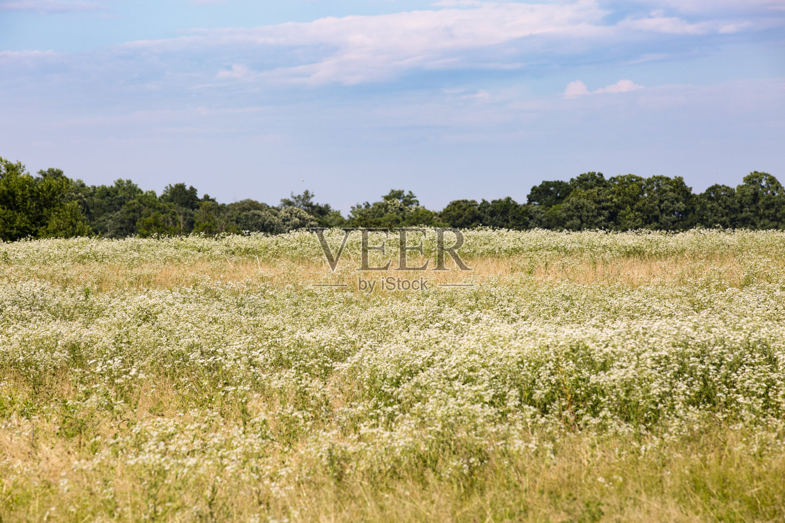美丽的田野，在一个阳光明媚的夏日，在弗吉尼亚州马歇尔福奎尔县的蓝天下。照片摄影图片