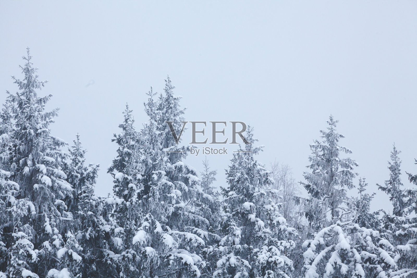 冬雪覆盖的松树，抽象的森林背景照片摄影图片