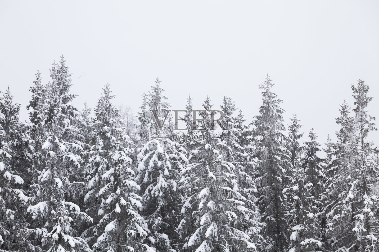 冬雪覆盖的松树，抽象的森林背景照片摄影图片