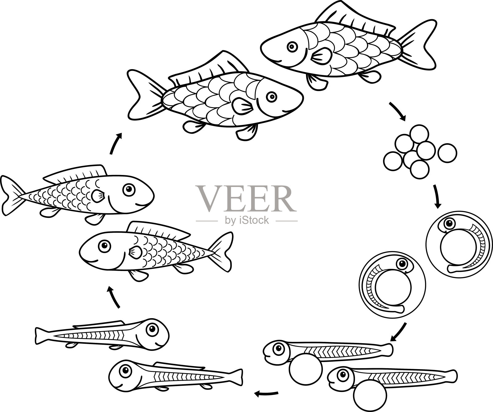 鱼的生命周期。鱼从卵(卵)到成年动物的发育阶段顺序插画图片素材_ID:330429799-Veer图库