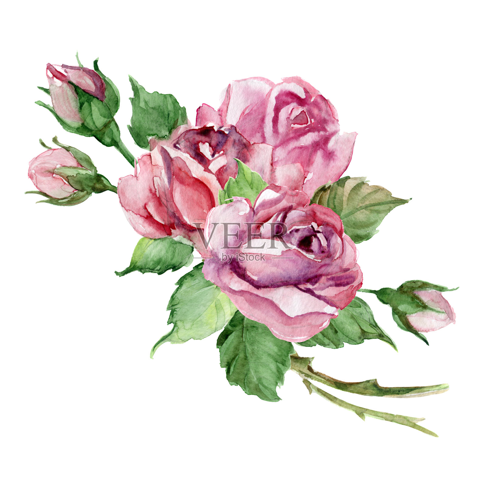 一套美丽的玫瑰，花蕾和叶子，水彩插图。插画图片素材