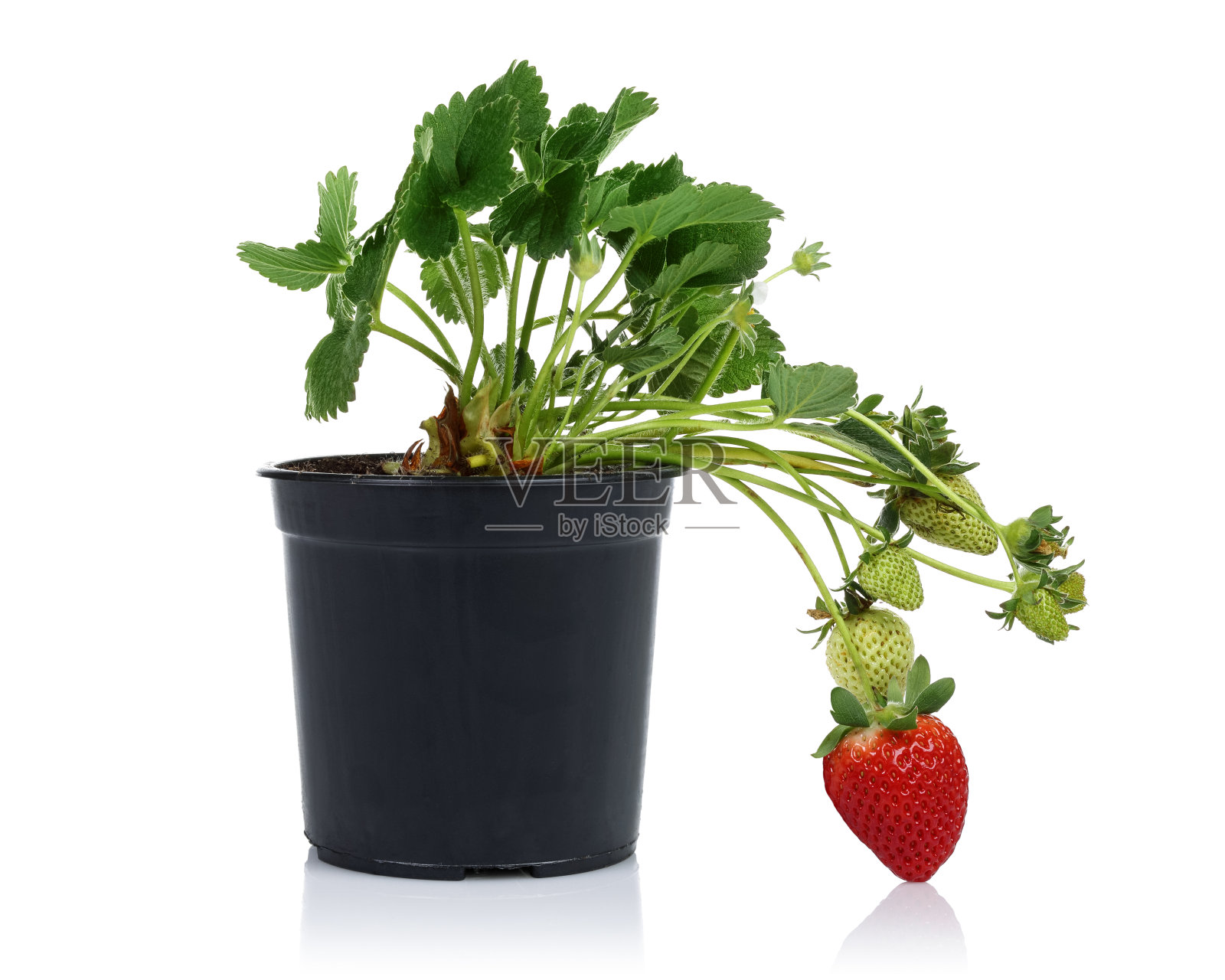 草莓植物与水果在花盆照片摄影图片