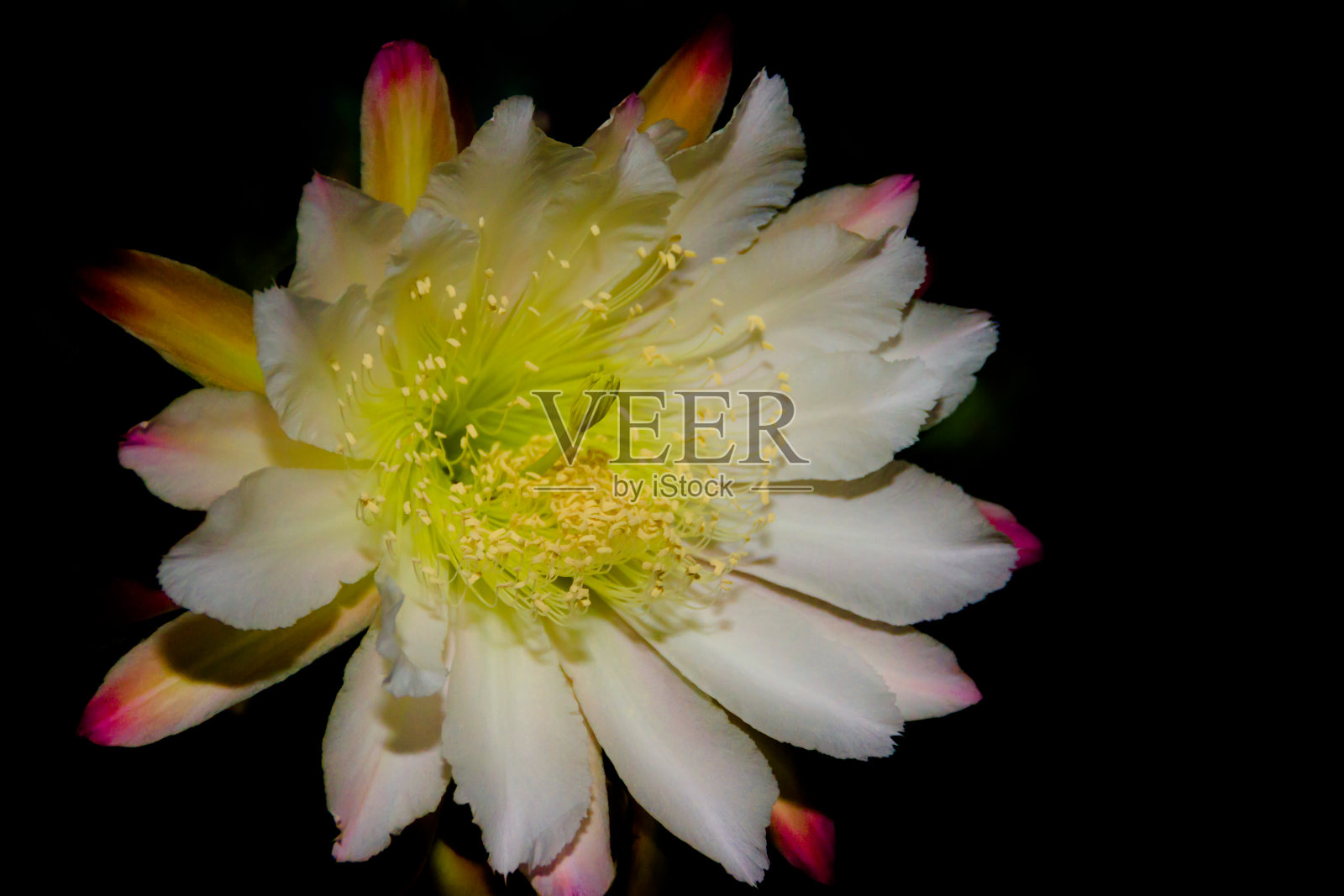 仙人掌的白色花朵在夜间开放照片摄影图片