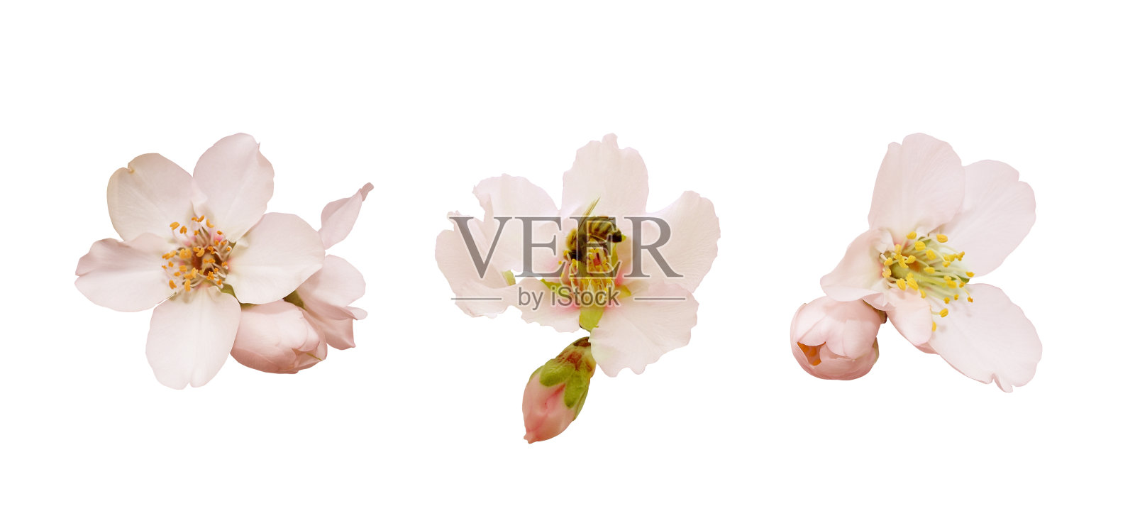 美丽的杏花孤立在白色的背景。春天的粉红花朵有不同的形式，有蜂和花蕾。温柔的花孤立。照片摄影图片