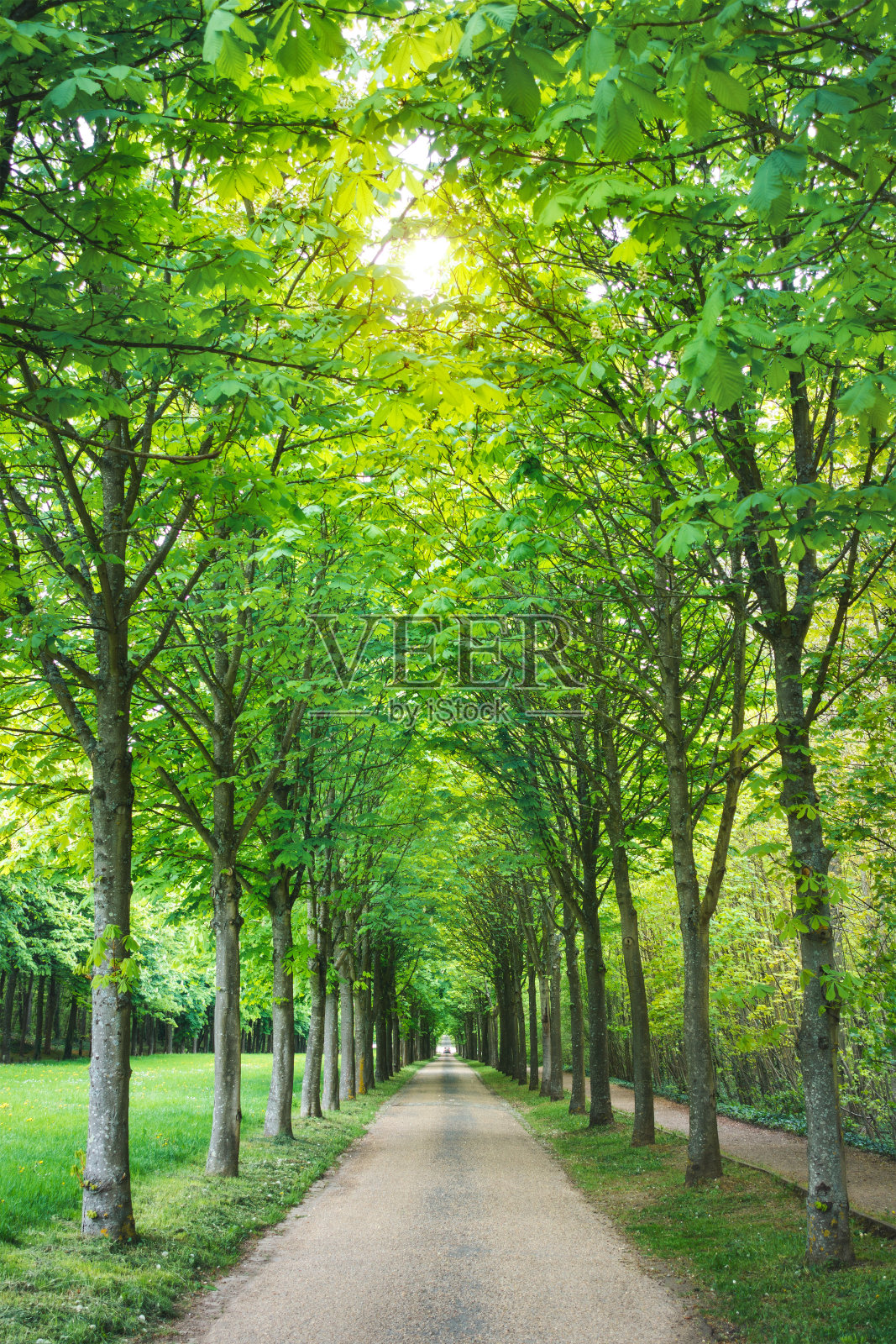巴黎的树大道照片摄影图片