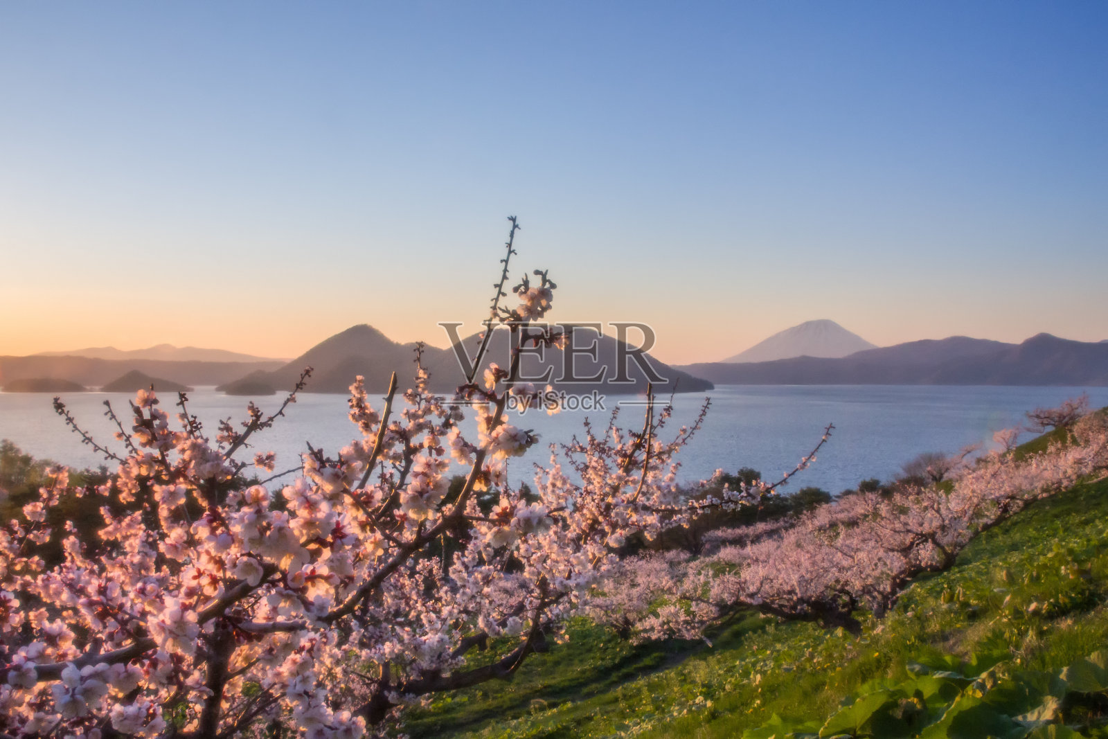 梅树和洞屋湖，北海道，日本。照片摄影图片